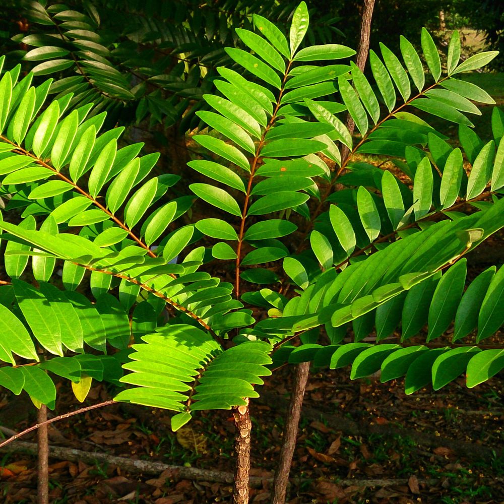 Tongkat Ali (Eurycoma longifolia) 400mg Kapseln - 30x - 3
